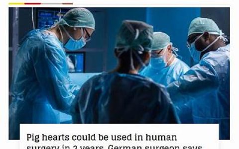 德国外科医生：人类移植猪心脏在两年可投入应用